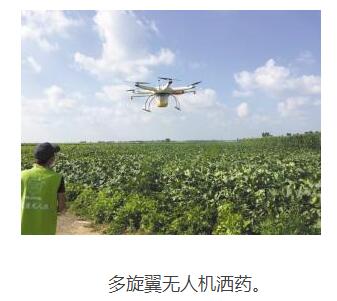 威縣農(nóng)民駕駛無人機(jī)進(jìn)行農(nóng)業(yè)作業(yè)