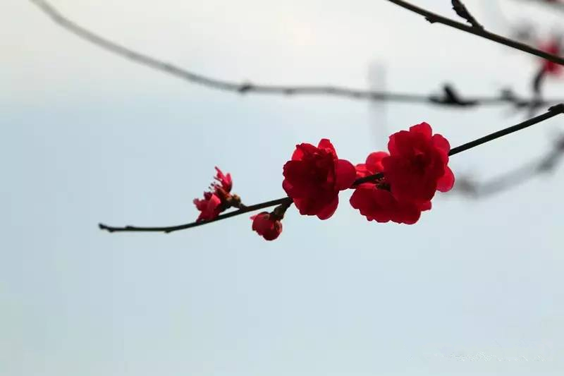微信圖片_20170411092146_副本.jpg