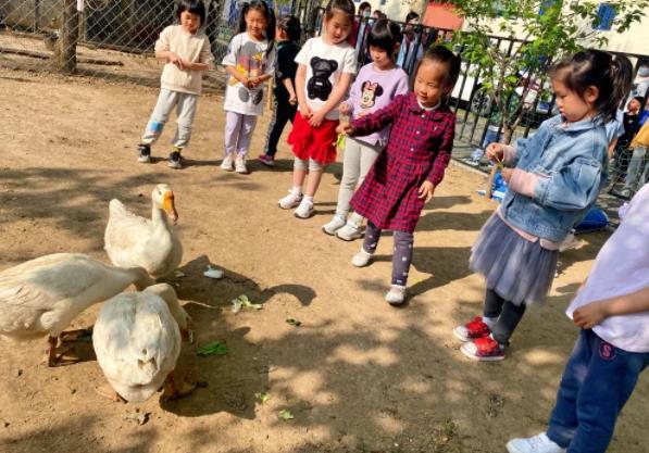 來(lái)看看北京海淀區(qū)尚麗外國(guó)語(yǔ)學(xué)校動(dòng)物園里的大白鵝~